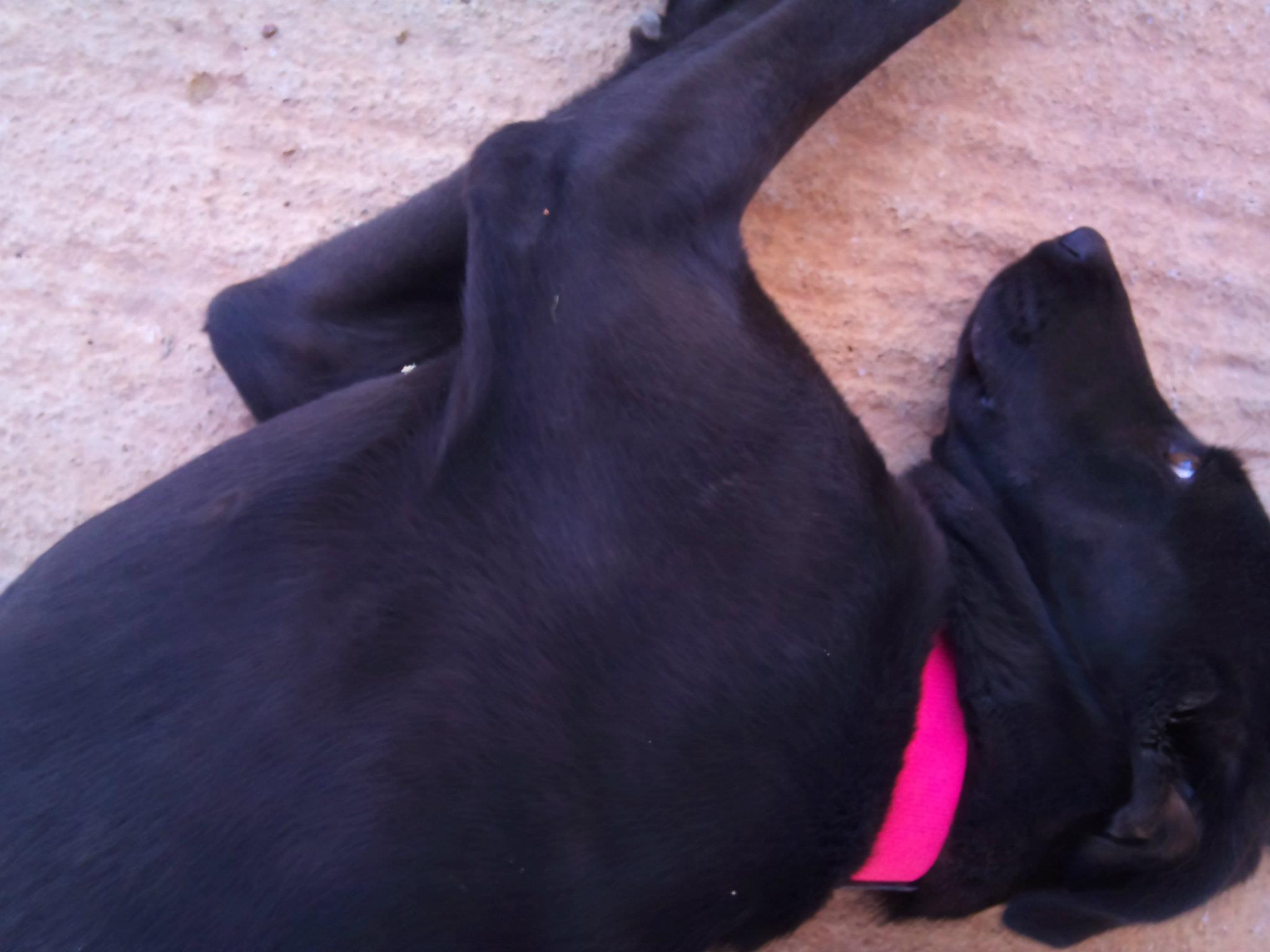 black-dog-pink-collar